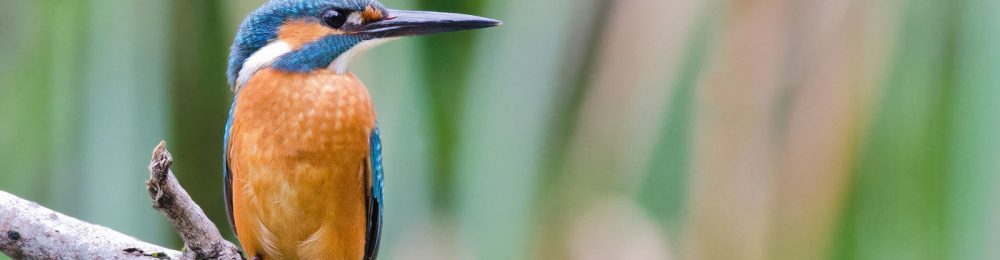 1400_facciamolo_noi_gal_martin_pescatore